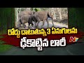 Three infant elephants killed in road accident, Chittoor