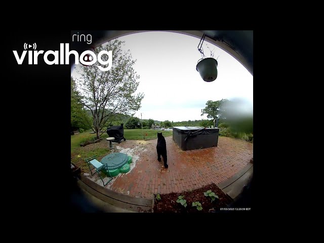 Bear Rings the Doorbell || ViralHog