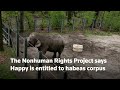 Jailed at the zoo? NY court weighs elephants rights