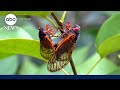 Cicada tsunami: Millions of cicadas to emerge from ground in US