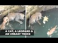 Viral video: Leopard chases cat into a well, see how it ends