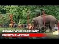 Wild elephant enjoys with swings in children's park, viral video