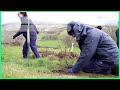 Secret planting program boosts endangered Welsh shrub | REUTERS  - 01:17 min - News - Video