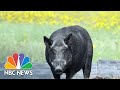 U.S. fighting to stop Canadian super pigs from invading