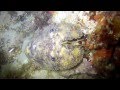 ANTIDOTE PLONGEE-GWADIVE : Plongée de nuit à l'Anse Colas