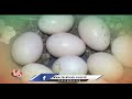 Natu Kodi (Country Chicken) Farming In Metlachittapur Village | Jagtial | V6 News  - 17:00 min - News - Video