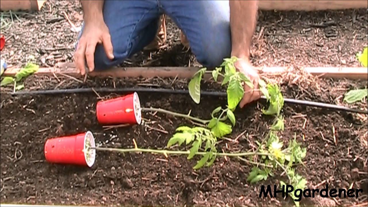 how to plant tomato plants in the ground how to plant tomato plants in the ground