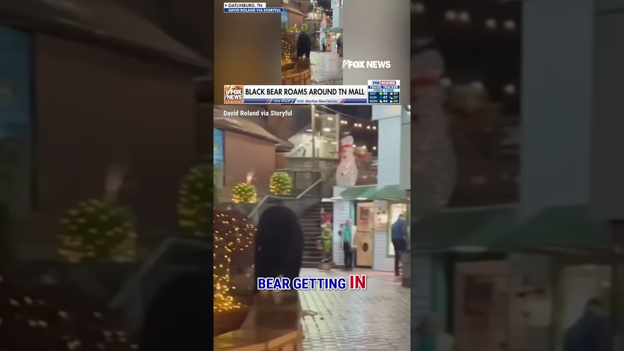 Black bear crashes holiday shopping inside Gatlinburg mall! #shorts #foxnews #viral