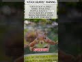 ATTACK SQUIRREL BEWARE: California neighborhood on alert for very mean squirrel #shorts