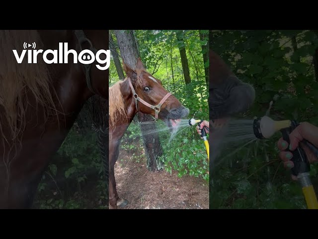 Horse Catching Water From the Hose  || ViralHog