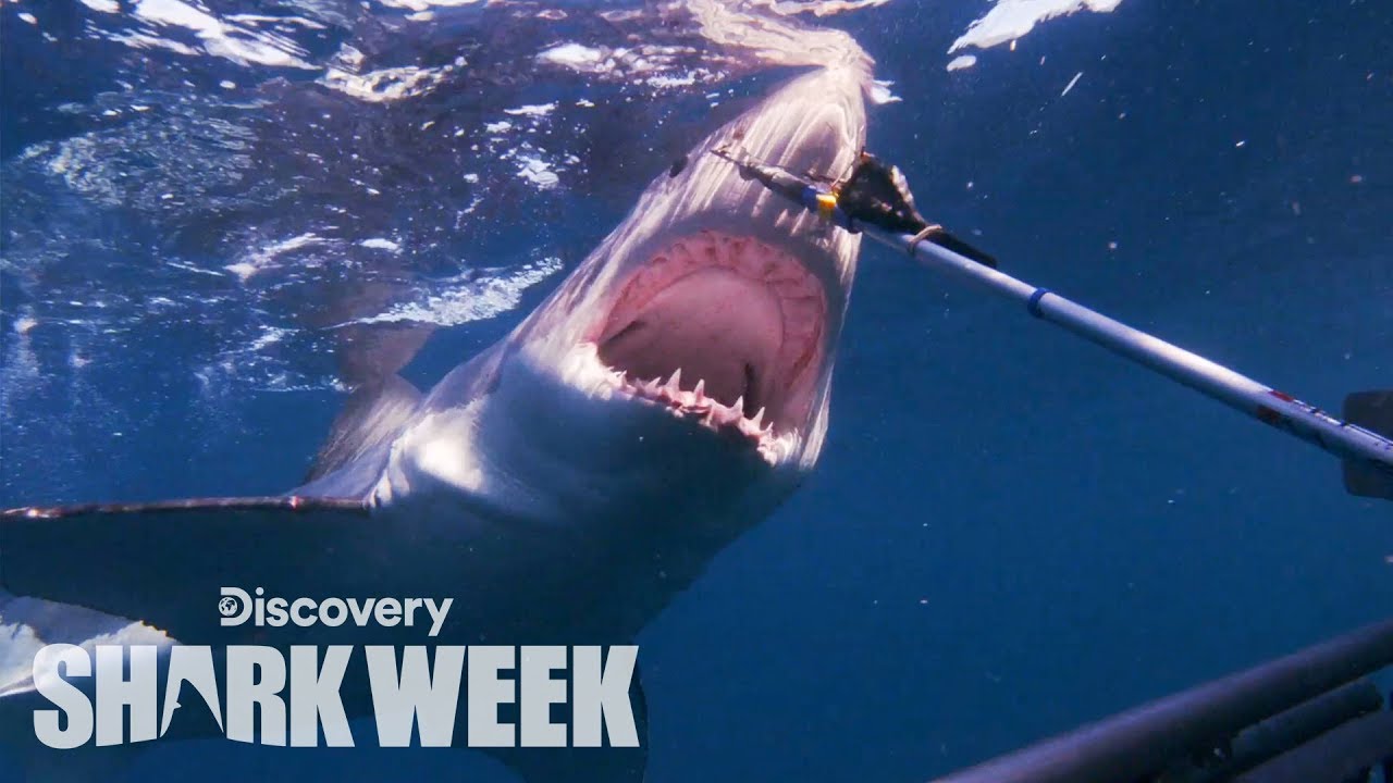 Tagging a Massive Great White Shark | Shark Week