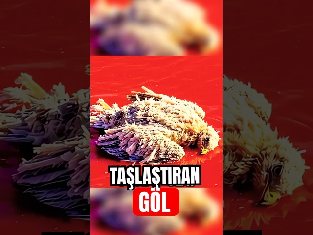 Bu Göl Neden Hayvanları Taşa Çeviriyor? 🗿