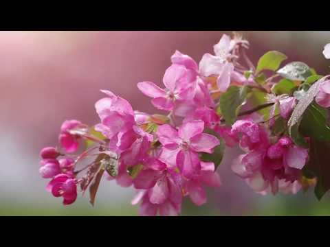 Relaxing Music for Stress Relief. Soothing Music for Meditation, Healing Therapy, Study, Sleep, Yoga