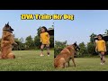 MS Dhoni's cute daughter Ziva trains huge Dutch Shepherd dog