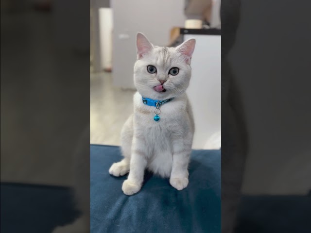 ПОЧЕМУ МАРСЕЛЬ ПЛАЧЕТ? #cat