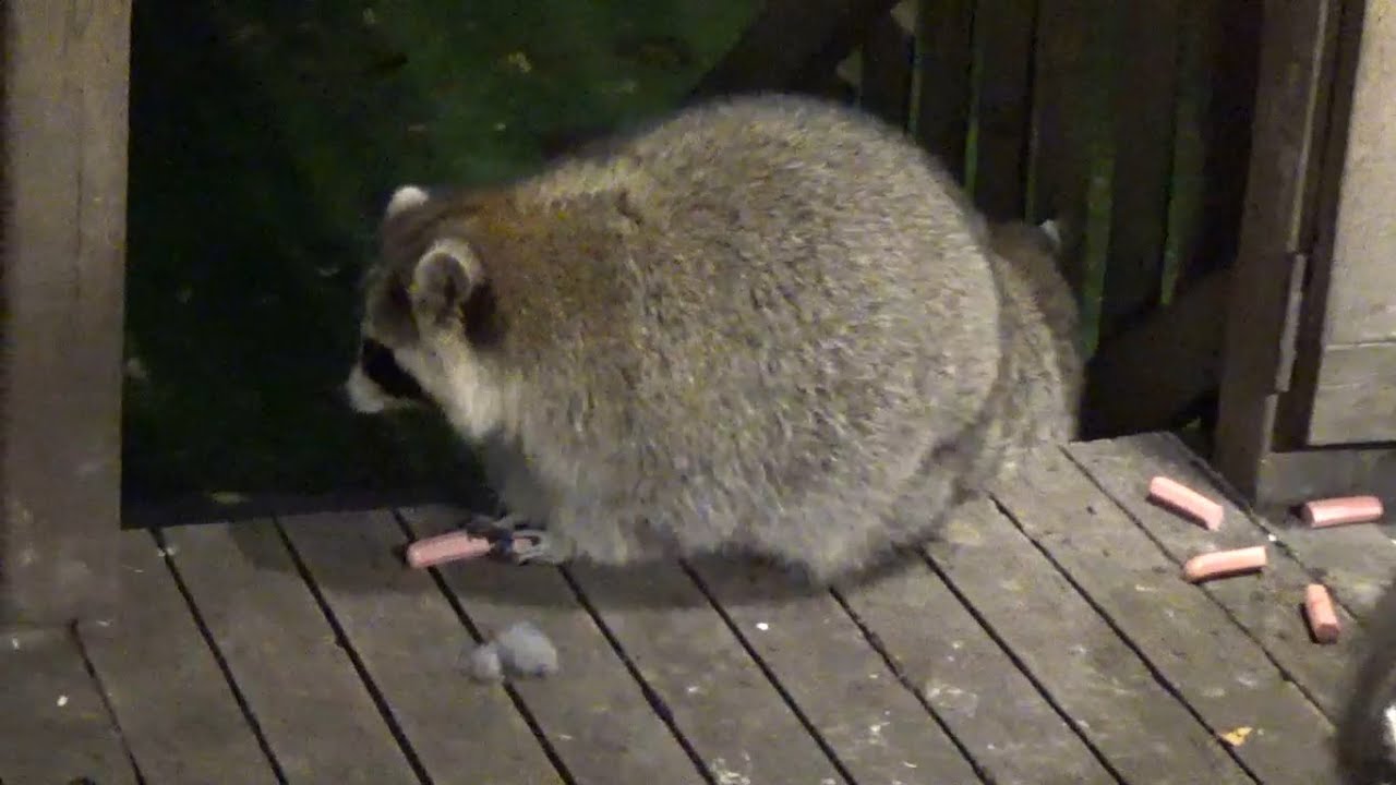 Wednesday Night Diner