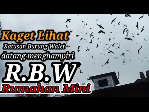 Suara SP Walet / suara panggil,tarik inap sedot Anakan Joss / suara sp walet terbaik