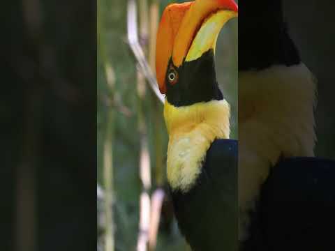 Suara burung rangkong | Video suara burung rangkong | Video burung rangkong #suarahewan #burung #videopendek