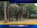 Wow!! an Elephant in Tamil Nadu plays Mouth Organ