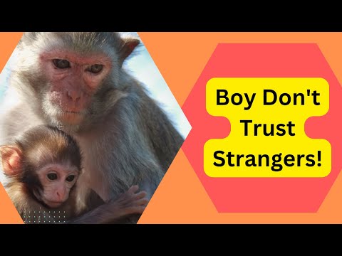 Mother monkey teaches valuable lesson to her kid, video goes viral