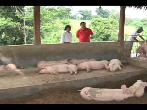 Hog Raising in the Philippines Guide