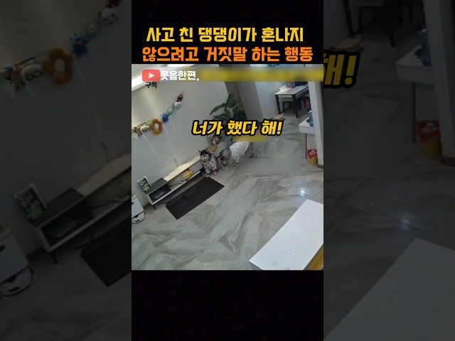 사고 친 댕댕이가 혼나지 않으려고 거짓말 하는 행동