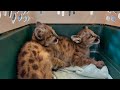 Oakland zoo rescues two mountain lion cubs
