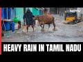 Tamil Nadu Rain | Heavy Rain In TN, Rescue Teams Deployed In Several Districts & Other Top Stories