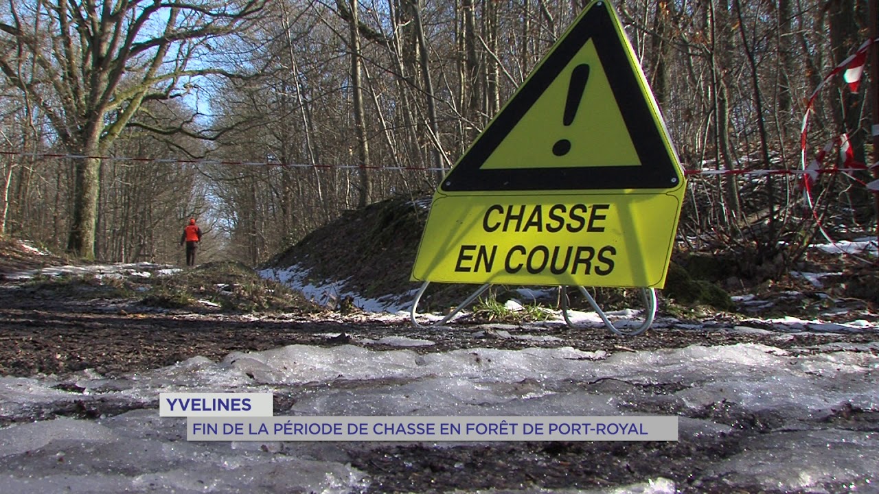 Yvelines : fin de la période de chasse en forêt de Port-Royal