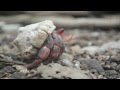 Pulu Keeling National Park -- Red hermit crabs
