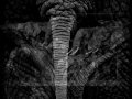 TERRE DES LIONS : AFRICAN WILDLIFE by Laurent Baheux