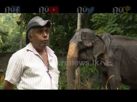 The true story of the Tikiri elephant | Ru News
