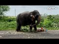 Video: Angry elephant kills mahout in Madhya Pradesh