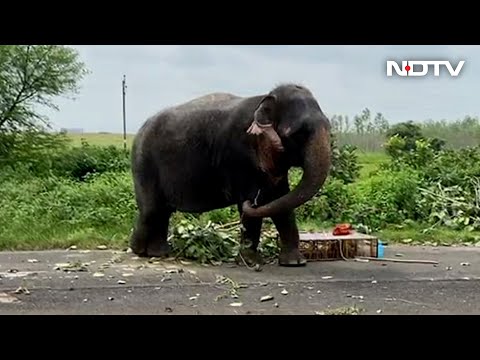 Video: Angry elephant kills mahout in Madhya Pradesh Video: Angry elephant kills mahout in Madhya Pradesh