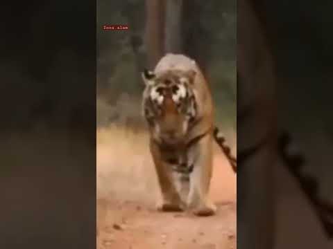 auman harimau || tiger roar #shorts #harimau #roar #tiger #selen #zonaalam