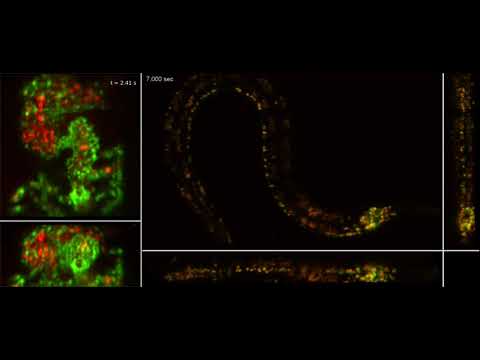 SCAPE 2.0 dual-color 3D imaging of blood flow in a beating embryonic zebrafish heart (left) and of a freely moving C. elegans worm (right) (Credits: Venkatakaushik Voleti/Hillman lab/Columbia’s Zuckerman Institute (C. elegans), Venkatakaushik Voleti/Kimara Targoff/Hillman lab/Columbia’s Zuckerman Institute (zebrafish)) SCAPE 2.0 dual-color 3D imaging of blood flow in a beating embryonic zebrafish heart (left) and of a freely moving C. elegans worm (right) (Credits: Venkatakaushik Voleti/Hillman lab/Columbia’s Zuckerman Institute (C. elegans), Venkatakaushik Voleti/Kimara Targoff/Hillman lab/Columbia’s Zuckerman Institute (zebrafish))