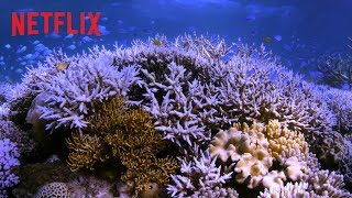 Chasing coral :  bande-annonce VOST