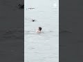 Man dives into Hudson River to save dog struggling off Hoboken, New Jersey  - 00:55 min - News - Video