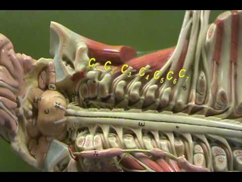 Long. Spinal Cord Model - Naming the Spinal Nerves - YouTube labeled diagram of nervous system 