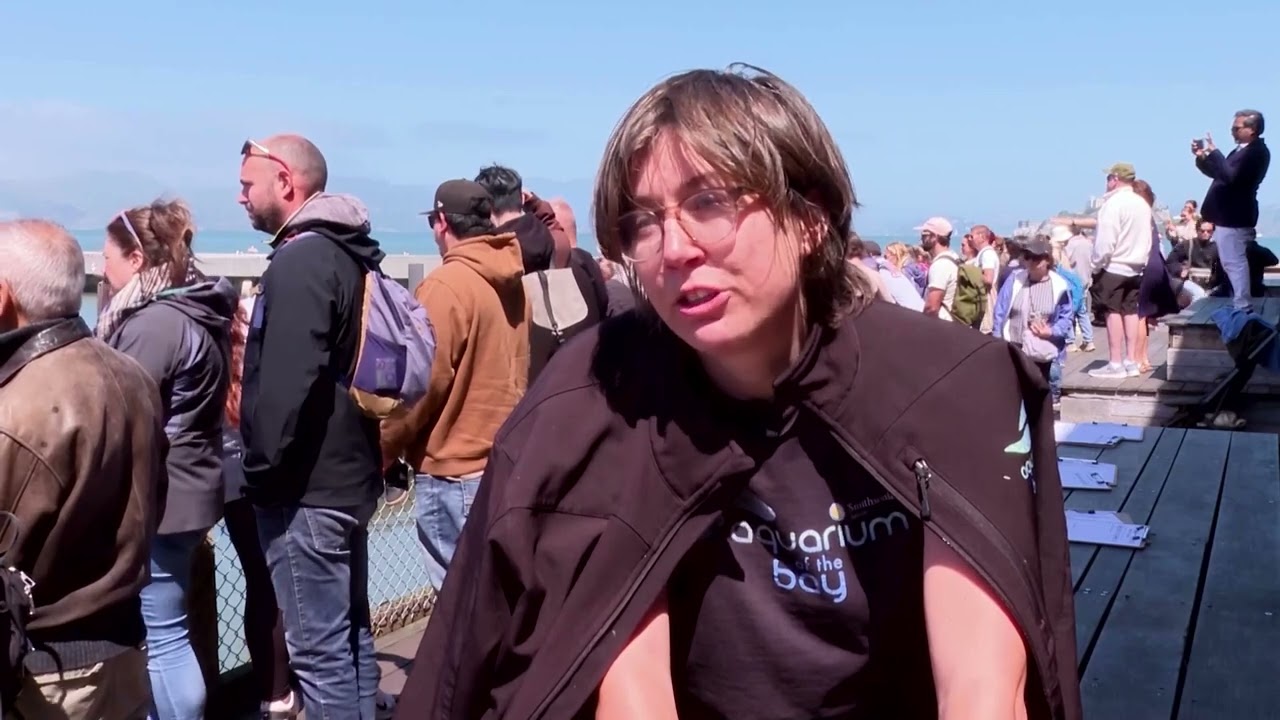 Crowds gather in San Francisco to see Steller sea lion 'Chonkers'