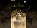 Sneak peek at the Wildlife Photographer of the Year 2025 competition  - 00:39 min - News - Video
