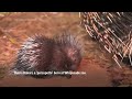 Baby porcupine born in U.K. zoo  - 00:44 min - News - Video