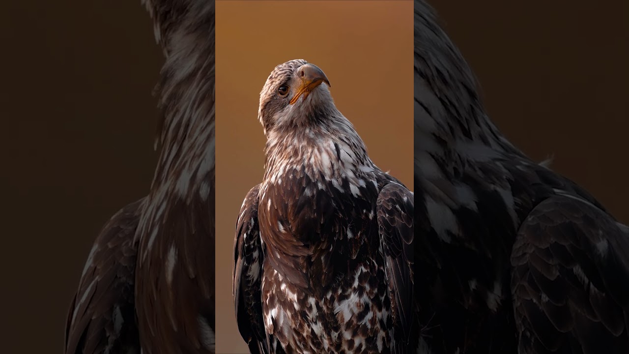 Did you know that only birds of prey use talons to grab and carry prey? #Shorts #Animals #Wildlife