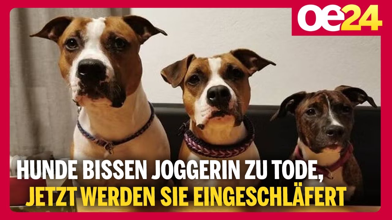 Hunde bissen Joggerin zu Tode, jetzt müssen sie eingeschläfert werden