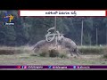 Viral video: Wild elephants fight in fields, Assam