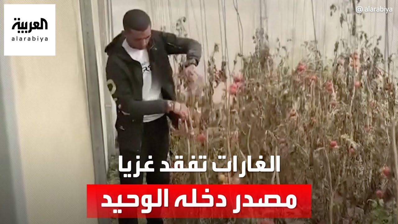 غزي يفقد مصدر دخله الوحيد بعد أن دمرت الغارات الإسرائيلية محاصيله الزراعية