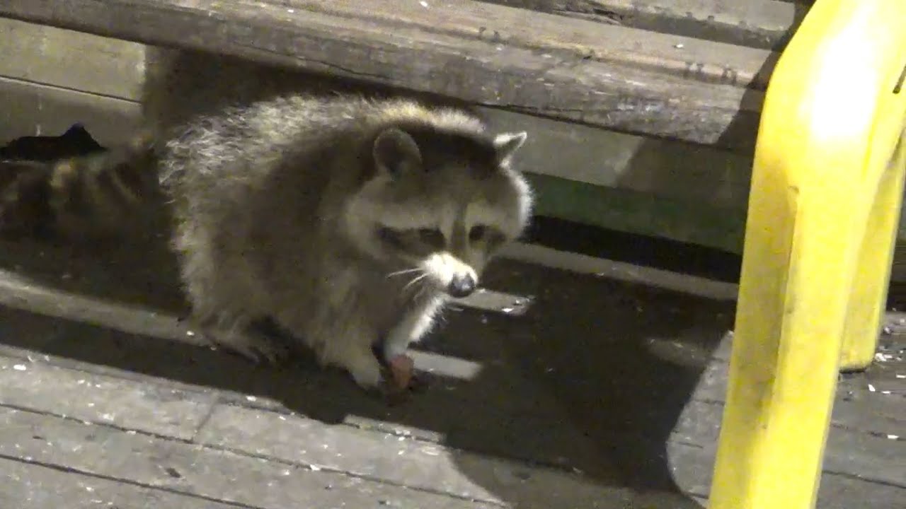 Raccoon Diner on a Monday