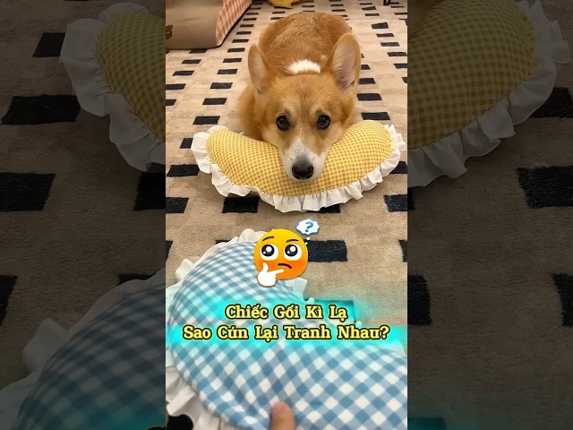 🧠 Không Ai Ngờ Bên Trong Chiếc Gối Lại Là...#thúcưng #vậtnuôi #chómèohàihước #funny #pets #cat #cute