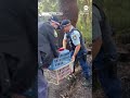 Rehabilitated koala released back into wild after it was hit by a car  - 01:00 min - News - Video