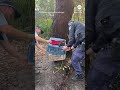 Rehabilitated koala released back into wild after it was hit by a car